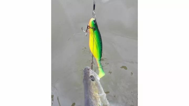 Rozemeijer Shallow Screw Stinger 18cm/size 2 2 1 Rozemeijer Shallow Screw Stinger 18cm/size 2 2